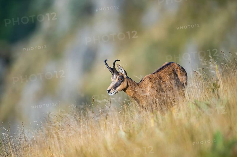 Chamois (Rupicapra rupicapra) on a meadow in the Vosges Mountains, wildlife, France