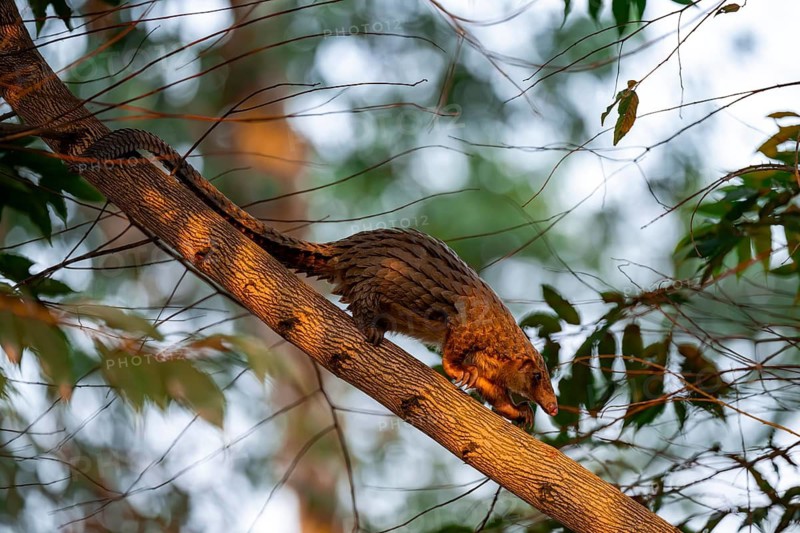 Pangolin climbing a tree, White-bellied pangolin (Phataginus tricuspis, Manis tricuspis), Western Region, Pangolin Rescue Centre, Uganda