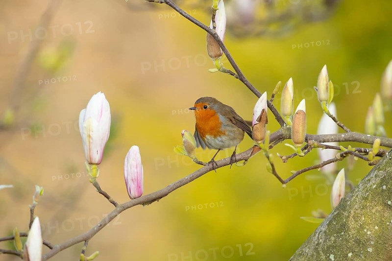 European robin (Erithacus rubecula) adult garden bird perched in a flowering Magnolia tree in spring, Suffolk, England, United Kingdom