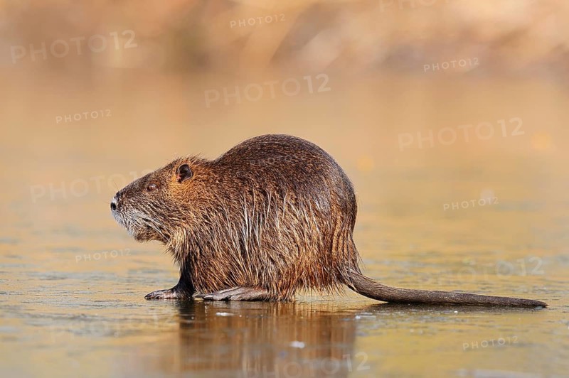 Nutria or swamp beaver (Myocastor coypus) on the ice surface of a lake in winter, neozoa in Germany, North Rhine-Westphalia, Germany