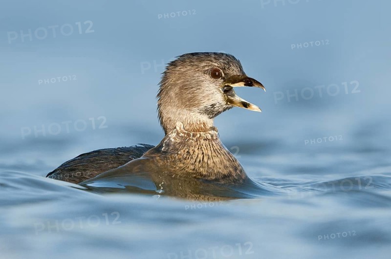 Pied-billed Grebe (Podilymbus podiceps), Texas, USA