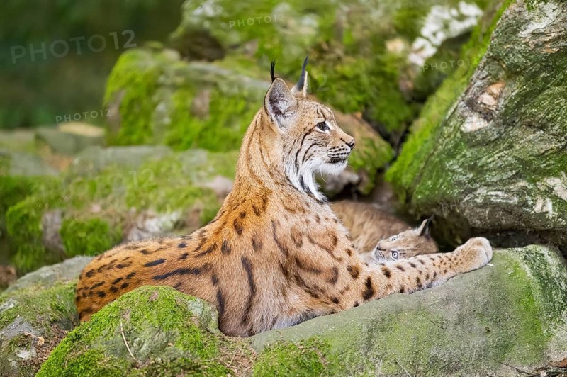 Eurasian lynx (Lynx lynx) mother with her youngsters (cubs) lying on a rock in a forest, Bavaria, Germany