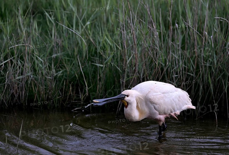 Spoonbill (Platalea leucorodia) looking for food in shallow water with drops of water in its open beak. Texel, North Holland, Netherlands