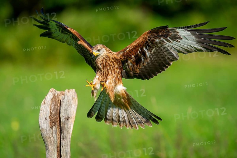 Red kite (Milvus milvus) flying, Gerolstein, Rhineland-Palatinate, Germany