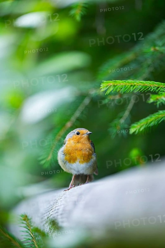 European robin (Erithacus rubecula) sitting on a wood, Bavaria, Germany