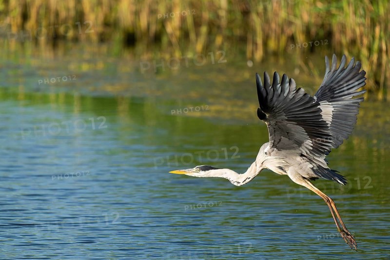 Grey heron (Ardea cinerea) flying over a lake, blue water, Lower Saxony, Germany