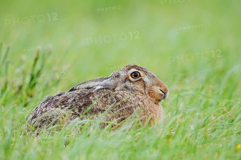 European hare (Lepus europaeus) sitting in a meadow, North Rhine-Westphalia, Germany