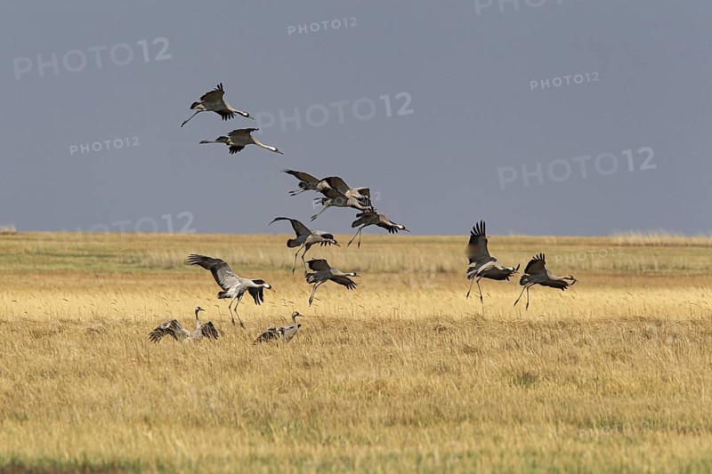 Common Crane (Grus grus grus) group flying, Dornod Aimag, Mongolia