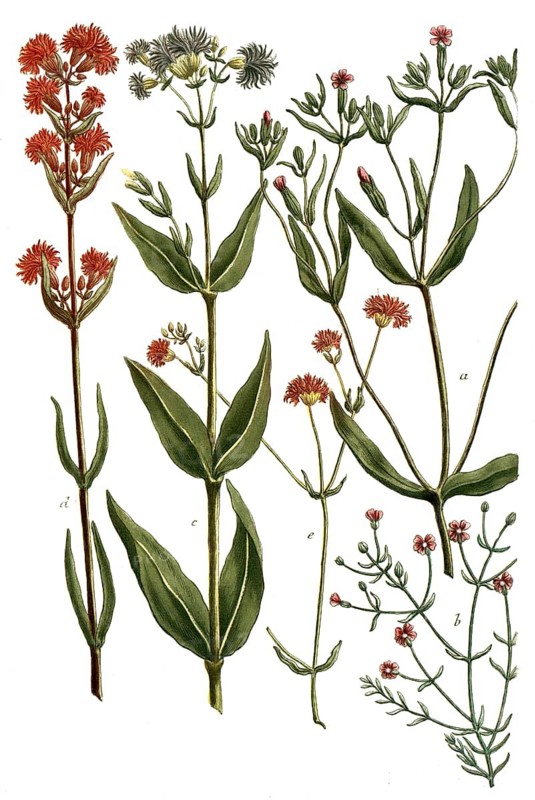 Botany, plants, a. lychnis sylvestris angustifolia, b. lychnis minima muralis, c. lychnis pratensis flore albo, d. lychnis pratensis flore pleno, E. lychnis sylvestris flore pleno rubro