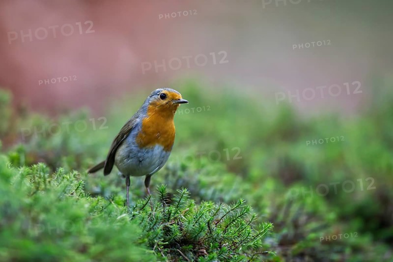 European Robin (Erithacus rubecula), Netherlands