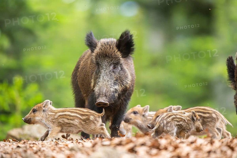 Wild boar (Sus scrofa) mother with her piglets (Squeaker) in a forest, Bavaria, Germany