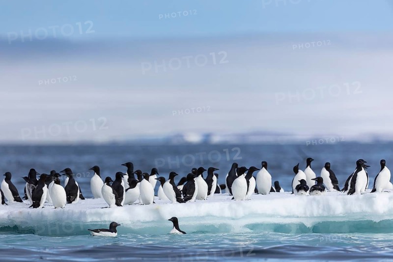 Thick-billed guillemot (Uria lomvia) on an ice floe, sea, water, alcids (Alcidae), Alkefjellet, Spitsbergen, Svalbard