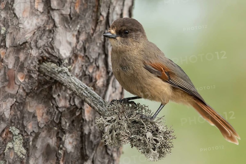 Siberian Jay (Perisoreus infaustus), Dalarna, Sweden