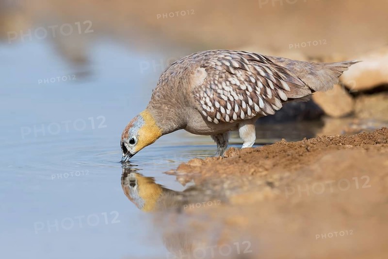 Crowned Sandgrouse (Pterocles coronatus) male drinking, Negev, Israel