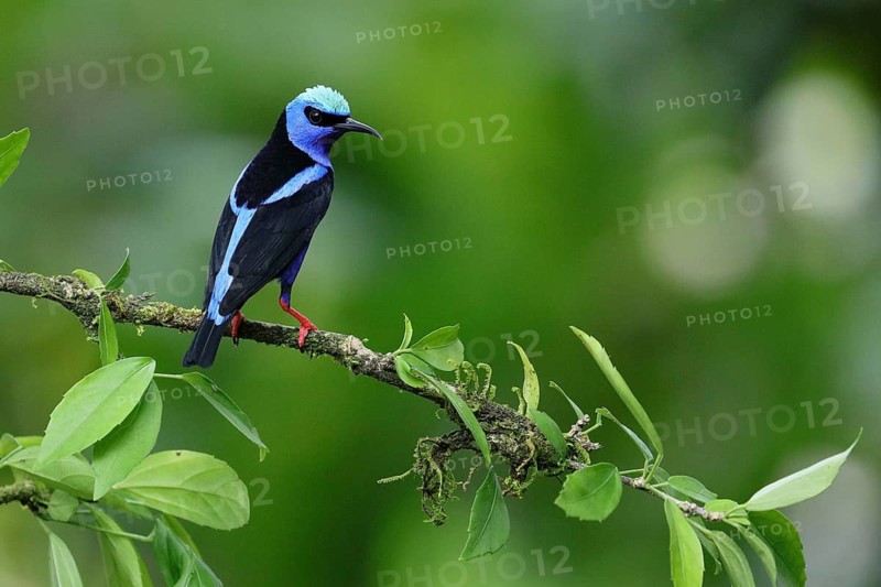Red-legged Honeycreeper (Cyanerpes cyaneus) perched on a branch in Costa Rica