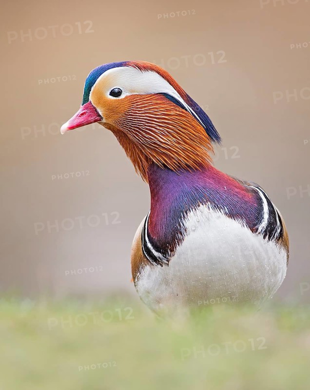 Mandarin Duck (Aix galericulata) male, Saxony-Anhalt, Germany