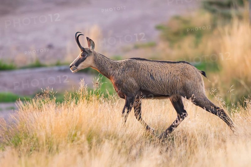 Chamois (Rupicapra rupicapra) on a meadow in the Vosges Mountains, wildlife, France
