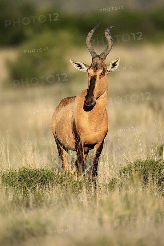 Red hartebeest (Alcelaphus buselaphus caama), Kaama, adult, alert, foraging, Mountain Zebra National Park, Eastern Cape, South Africa
