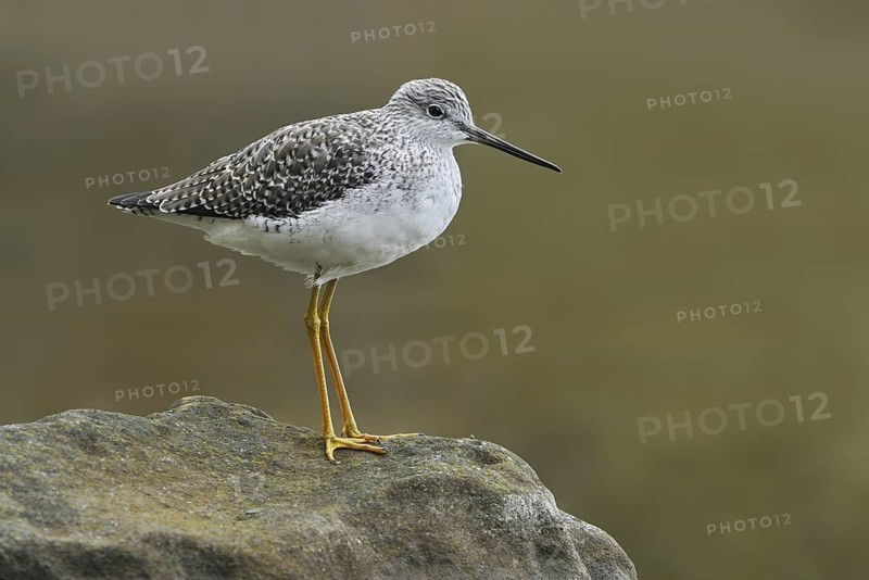 Greater Yellowlegs (Tringa melanoleuca), British Columbia, Canada