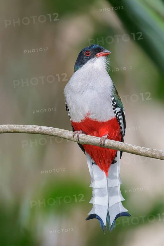 Cuban Trogon (Priotelus temnurus) perched on a branch in Cuba