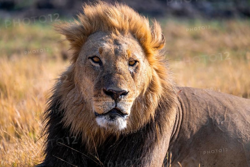 Maned lion (Panthera Leo) lying in grass, savanna, Savuti, Chobe National Park National Park, Botswana