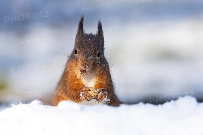 Red squirrel (Sciurus vulgaris) adult animal feeding on a nut in snow in winter, England, United Kingdom