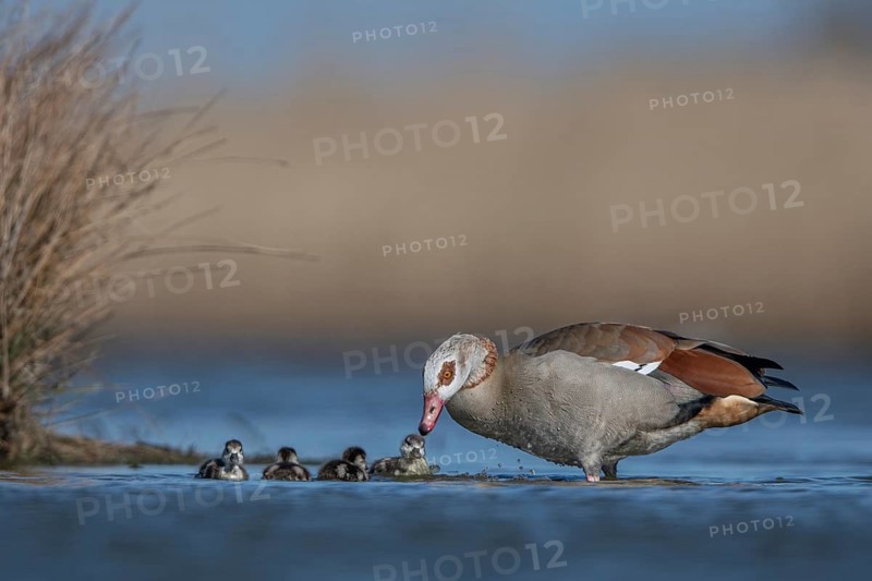 Egyptian Goose (Alopochen aegyptiaca) with chicks, Schleswig-Holstein, Germany
