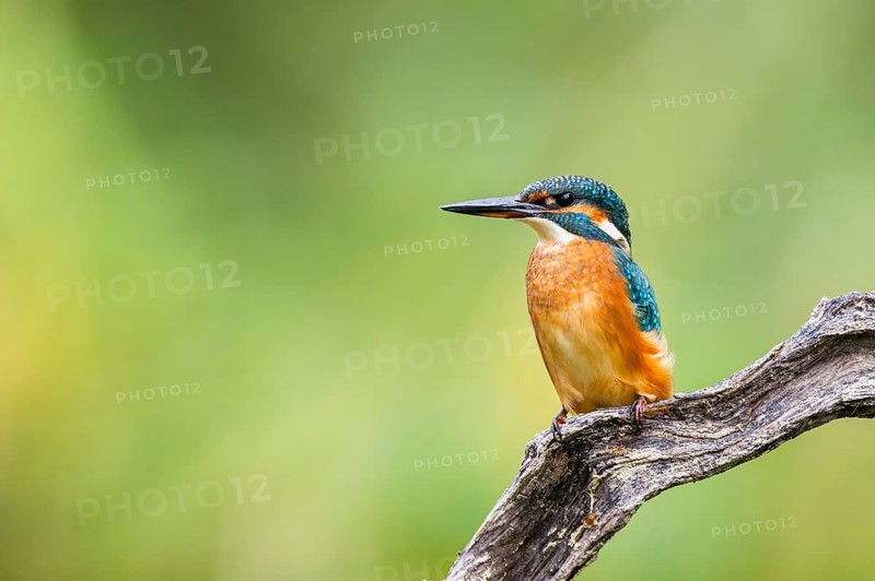 Common kingfisher (Alcedo atthis) sitting on an old wooden branch in late summer, wildife, Bavaria, Germany