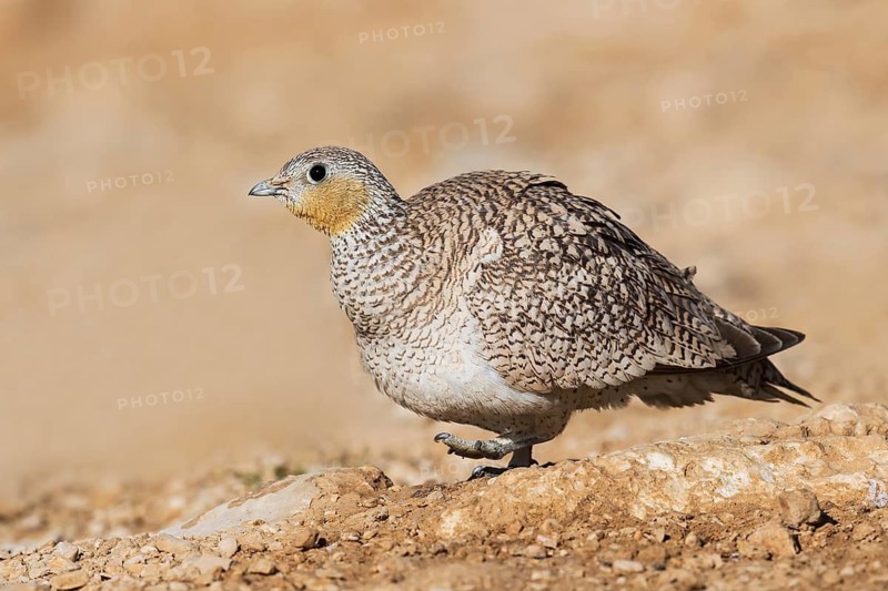 Crowned Sandgrouse (Pterocles coronatus) female, Negev, Israel
