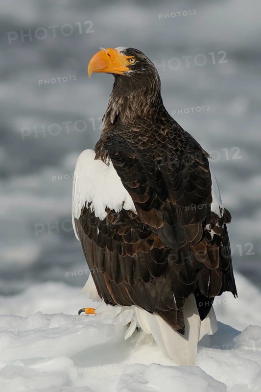 Steller's Sea Eagle (Haliaeetus pelagicus), Hokkaido, Japan
