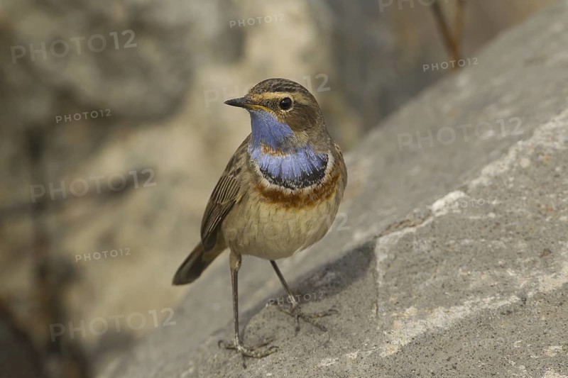 Bluethroat (Luscinia svecica svecica) male, Turkey