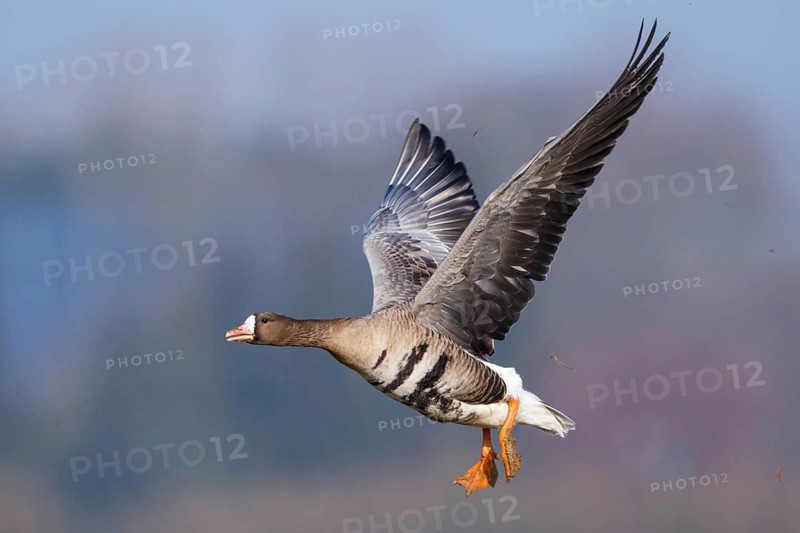 Greater White-fronted Goose (Anser albifrons) flying, North Rhine-Westphalia, Germany
