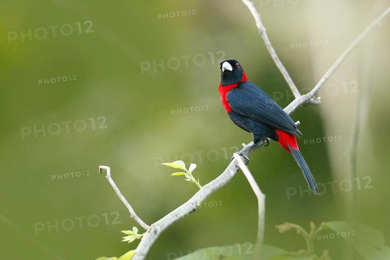 Crimson-collared Tanager (Ramphocelus sanguinolentus) perched on a branch, Costa Rica