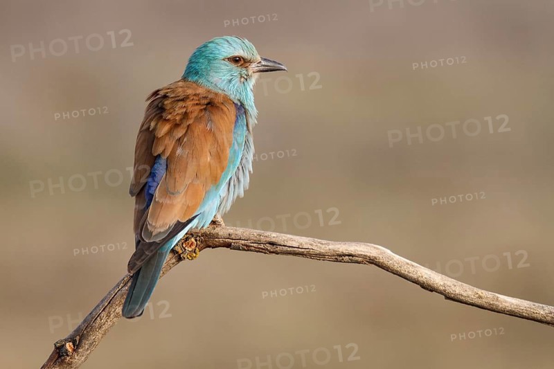 European Roller (Coracias garrulus), perched on a branch, Castile-La Mancha