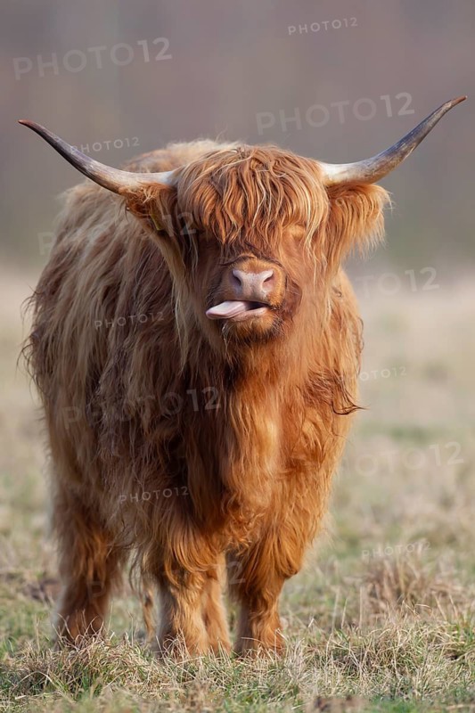 Highland cattle or cow (Bos taurus taurus) adult farm animal sticking its tongue out in a grass field, England, United Kingdom