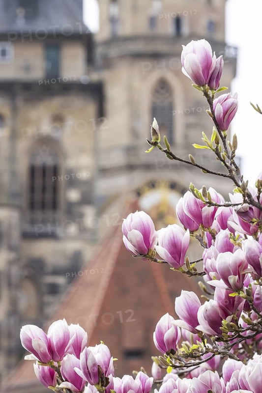 Magnolia blossom in Stuttgart. Magnolias (Magnolia) bloom in spring on Schlossplatz in front of the two towers of the historic collegiate church. Stuttgart, Baden-Württemberg, Germany