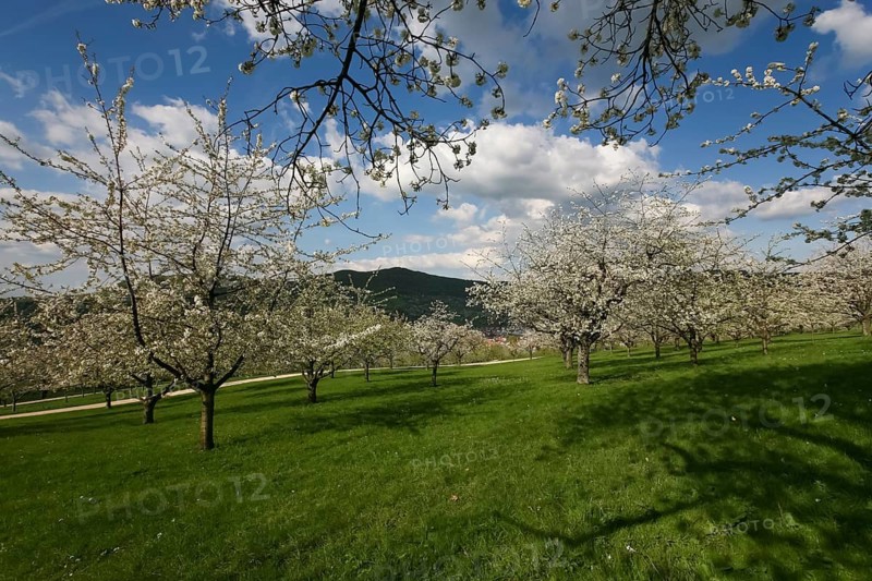Dettinger Kirschenweg and Kirschenheimat, cherry growing tradition in the Erms Valley, cherry tree (Prunus avium), white blossoms, cherry blossoms, blossom dream, meadow, lawn, clouds, pleasure hiking trail, spring, Dettingen an der Erms, Neckar-Alb region, Baden-Württemberg, Germany