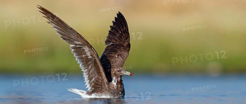 Hemprich's Gull, (Ichthyaetus hemprichii), (Larus hemprichii), Fish Eagle Gull Salalah, Raysut, Dhofar, Oman