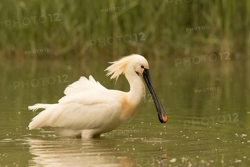 Eurasian Spoonbill (Platalea leucorodia), Serbia