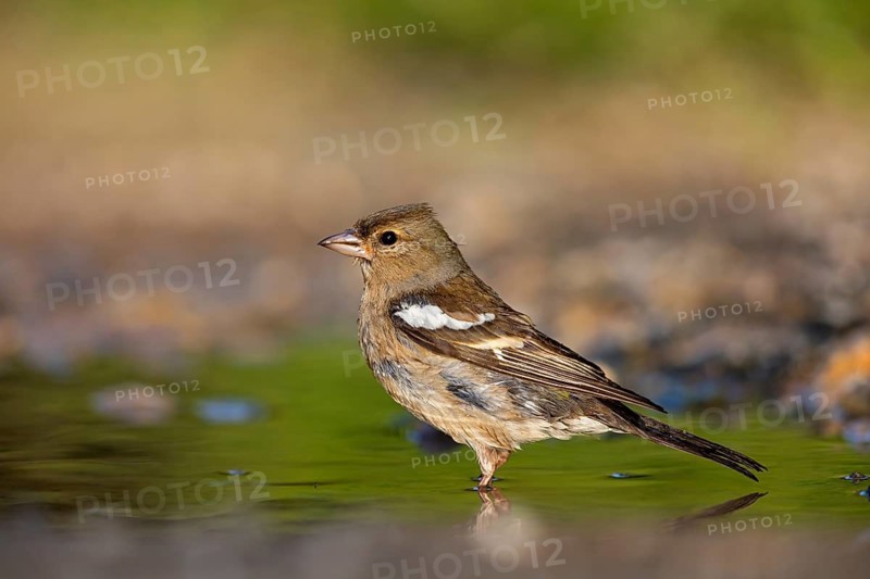 Chaffinch, (Fringilla coelebs), foraging, biotope, Wadi Darbat, Salalah, Greece, Oman