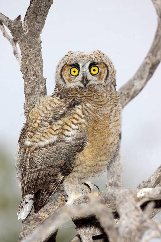 Great Horned Owl Bubo virginianus Tucson, Arizona, United States 1 June Immature Strigidae