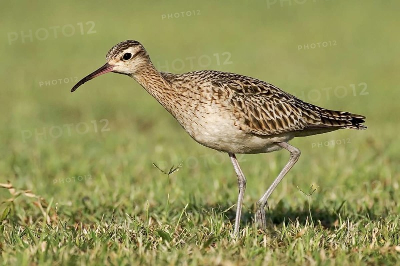 Little Curlew (Numenius minutus), Western Australia, Australia
