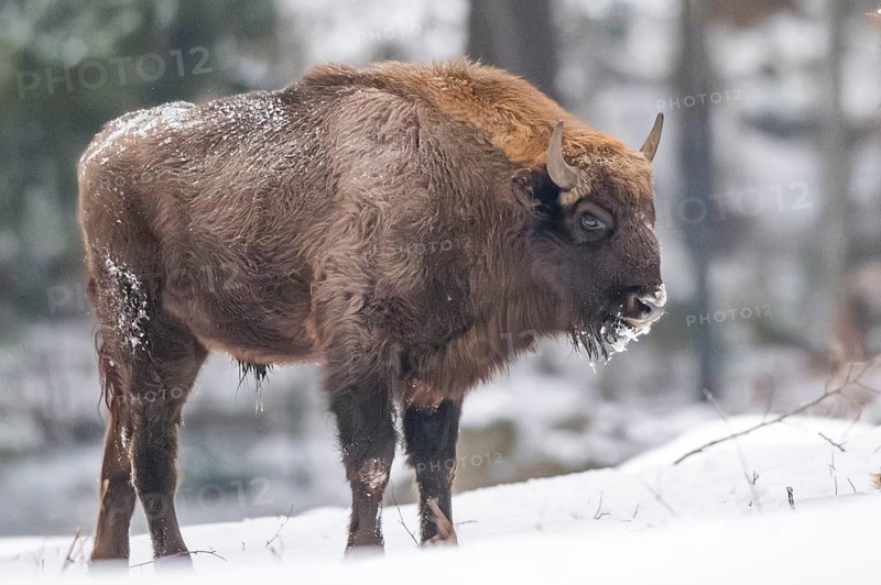 European bison (Bison bonasus) or Wisent standing on a meadow next to the forest in winter, snow, Bavaria, Germany