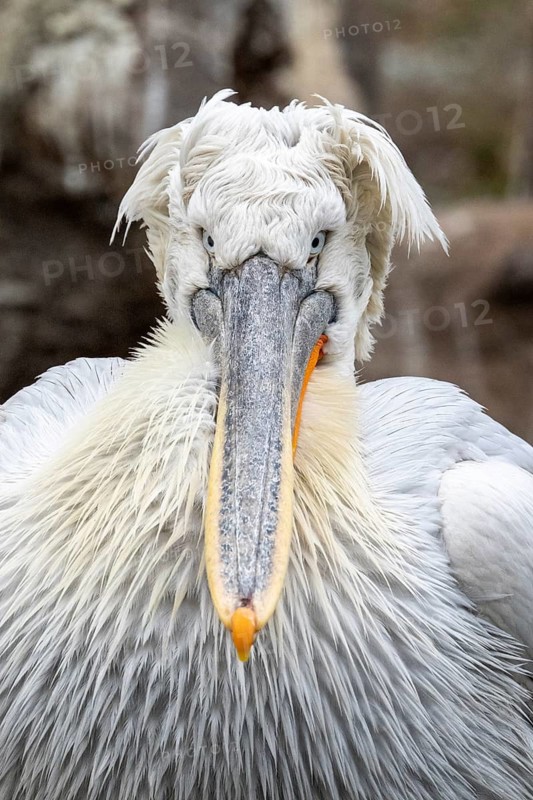 Dalmatian pelican (Pelecanus crispus), portrait, captive, Schönbrunn Zoo, Vienna, Austria