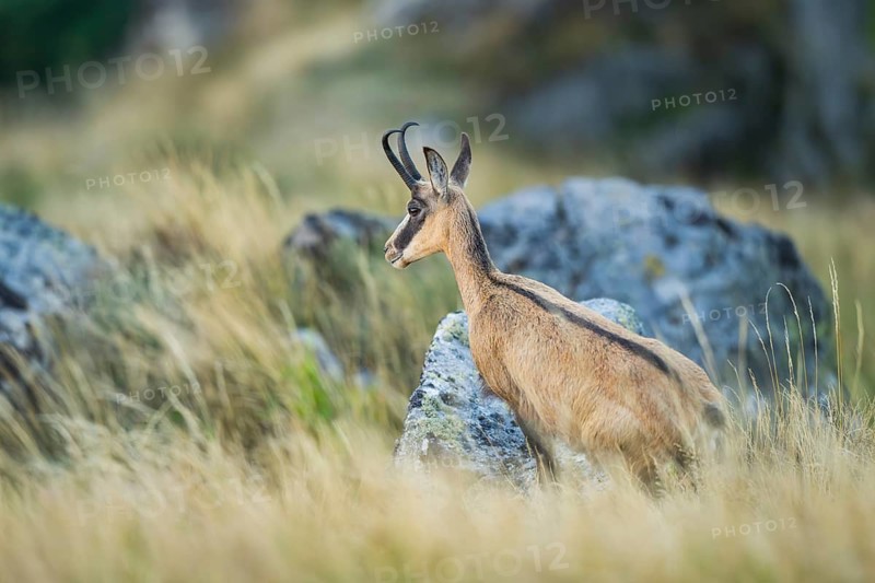 Chamois (Rupicapra rupicapra) on a rock in the Vosges Mountains, wildlife, France