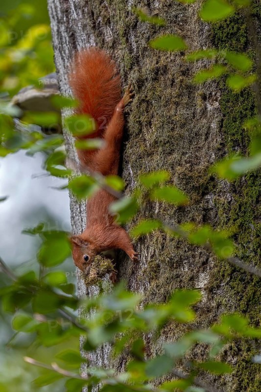 Squirrel (Sciurus vulgaris) collecting moss for its burrow, padding material, winter supplies, approaching winter, October, Germany
