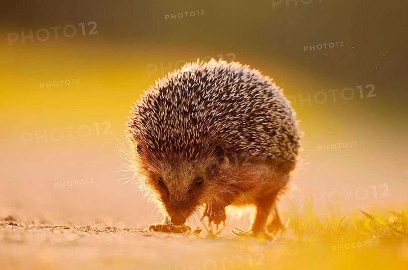 Brown-breasted hedgehog or Western European hedgehog (Erinaceus europaeus), North Rhine-Westphalia, Germany