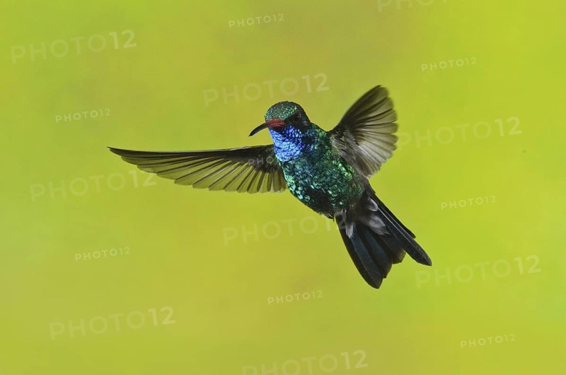 Broad-billed Hummingbird (Cynanthus latirostris), Arizona, USA