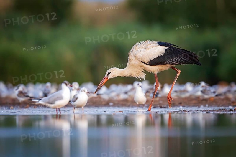 White Stork (Ciconia ciconia) foraging in shallow water, Saxony-Anhalt, Germany