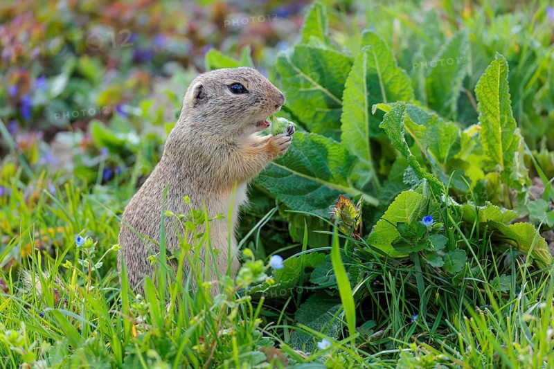 An adult ground squirrel (Spermophilus citellus) eats leaves and flowers on a sunny day in a green meadow with tall vegetation. Austria